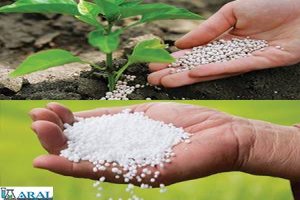 برای خاک قلیایی ایران کودهای سولفاته یک ضرورت است نه انتخاب