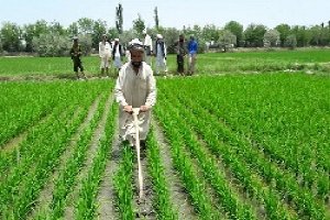 مزیت های ایجاد منطقه مشترک کشت و صنعت در مرز ایران با افغانستان